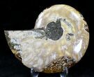 Agatized Ammonite Fossil (Half) #21276-1